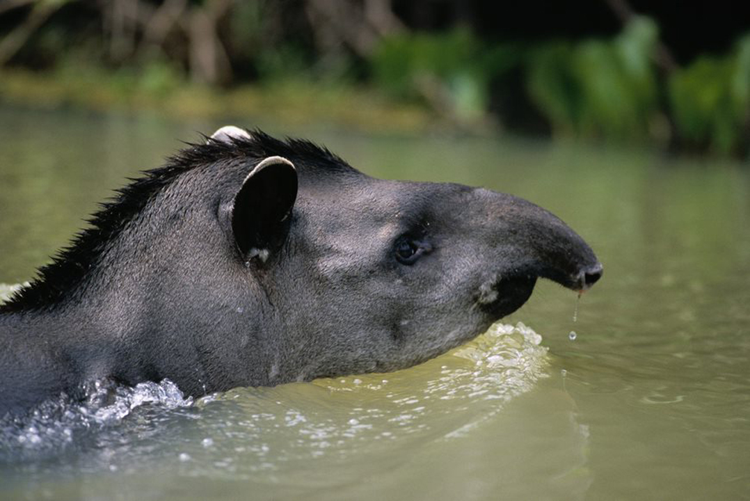 Amazon Rainforest Conservation: a duty from all spheres - Agropalma